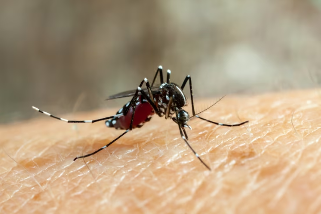 Repunte de dengue en Venezuela y Sudamérica enciende las alarmas