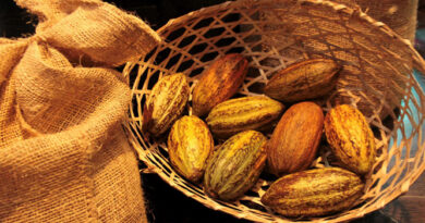 Día Nacional del Cacao: Un patrimonio de riqueza y tradición