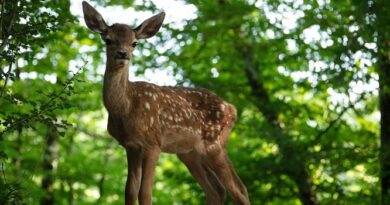 Bambi: una película poderosamente aleccionadora que conectará con el corazón de la infancia