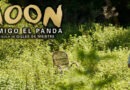 Moon, mi amigo el panda: Una amistad real e inolvidable