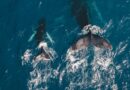 Día Mundial de las Ballenas y los Delfines