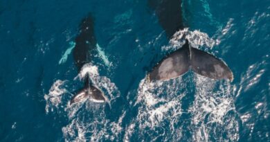 Día Mundial de las Ballenas y los Delfines