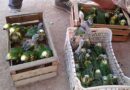 Investigan a empresa venezolana por tráfico de aves en Turquía